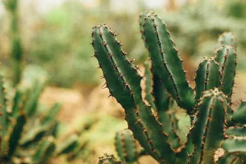 Branches of green cactus Stock Photos