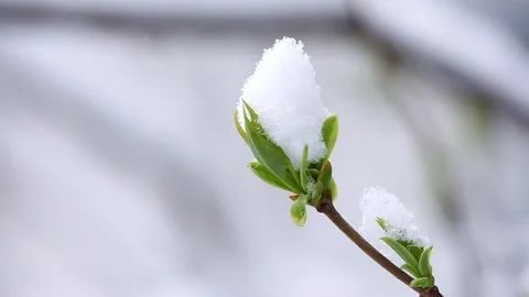 Branches with green leafs under the big snow Stock Footage 87561491