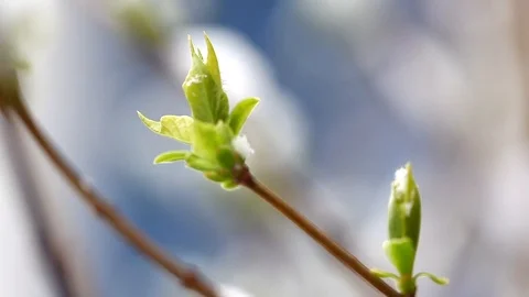 Branches with green leafs under the snow, blurred background. Stock Footage 87561441