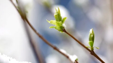 Branches with green leafs under the snow, blurred background. Stock Footage 87561446