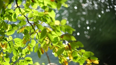 Branches with Green Leaves and Blurred Water in Background Stock Footage 119549005