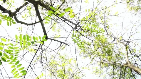 Branches with green leaves in backlight Stock-Footage 81390193