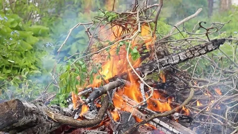 Branches with green leaves burn in the fire Stock Footage 133250463