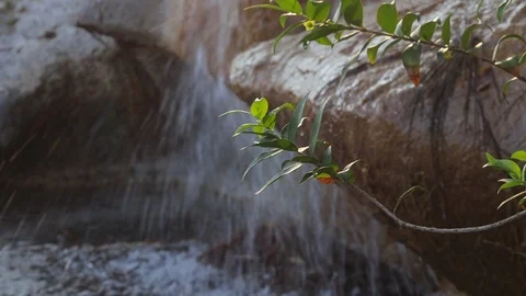 Branches with green leaves sway in the wind against the backdrop of a waterfall Stock Footage 117842522