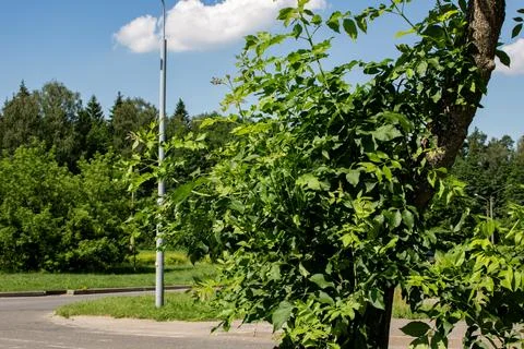 Branches with green leaves on a tree Stock Photos