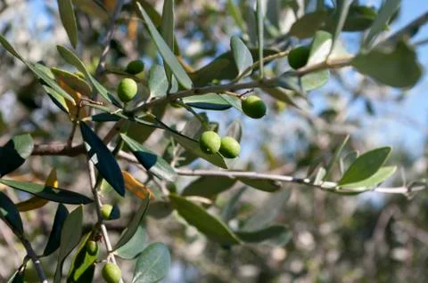 Branches of green olive tree, background nature. Stock Photos