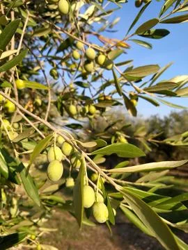 Branches with green olives Stock Photos