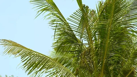 Branches of green palm tree waving on wind at summer beach on blue sky landscape Stock Footage 96572255