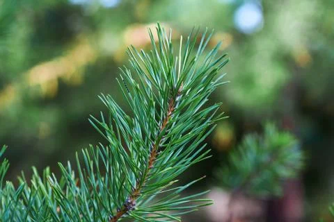 The branches of green pine close-up. Spruce needles. Background of Christmas Stock Photos