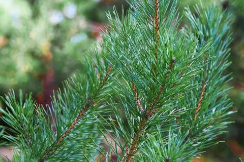 The branches of green pine close-up. Spruce needles. Background of Christmas Stock Photos