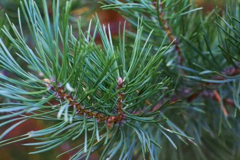 The branches of green pine close-up. Spruce needles. Background of Christmas Stock Photos
