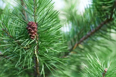 The branches of green pine close-up. Spruce needles. Background of Christmas Stock Photos