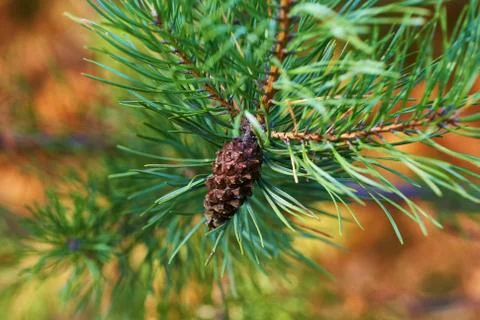 The branches of green pine close-up. Spruce needles. Background of Christmas Stock Photos