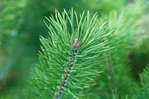 The branches of green pine close-up. Spruce needles. Background of Christmas Stock Photos