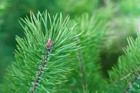 The branches of green pine close-up. Spruce needles. Background of Christmas Stock Photos