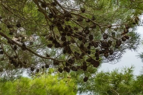 The branches of green pine with cones Stock-Fotos
