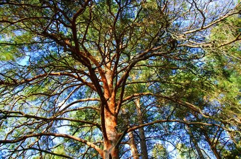 Branches of green pine in the forest. Stock Photos