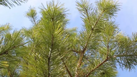Branches of green pine tree background blue sky clouds Stock Footage 75372046