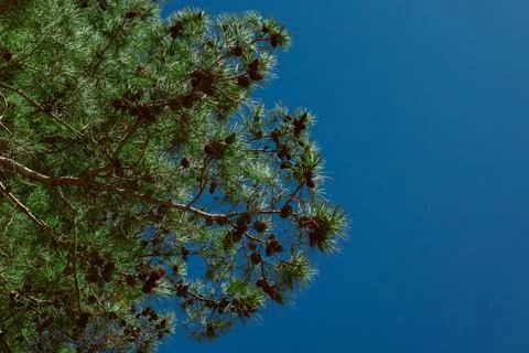 Branches of green pine tree in a blue sky. Stock Photos