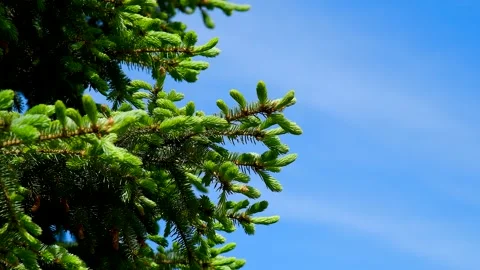 Branches of a green pine tree. Video stock 310045459