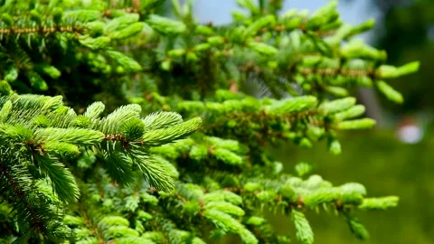Branches of a green pine tree. Stock Footage 310045480