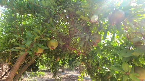 Branches with green pomegranates in rays of sun on background foliage. Stock Footage 199033941