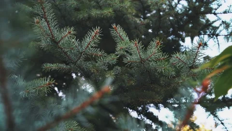 Branches of green spruce swaying in the wind. pine branches close up. Vidéo 145131802