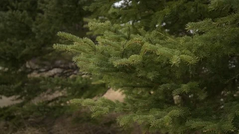 Branches of a green spruce tree close to the viewer move slowly in the wind  Stock Footage 153410368