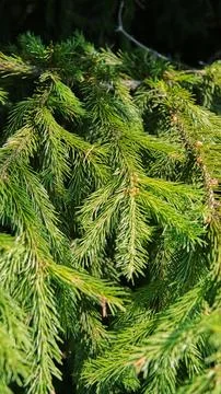 Branches of a green spruce tree in the rays of the bright spring sun, creating Stock Photos