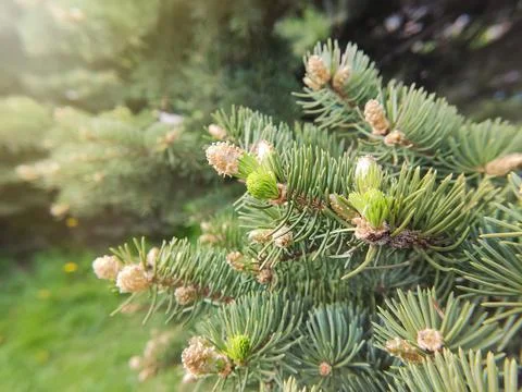 Branches of a green spruce with young small cones, in spring. Stock Photos