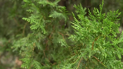 Branches of green thai in the rain. Drops of rain fall on the branches of thuja Stock Footage 90504841
