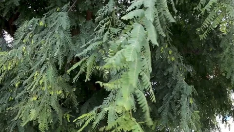 Branches of green tree in fishbone shape is swaying on the wind Stock Footage 153998532