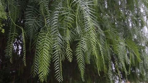 Branches of green tree in fishbone shape is swaying on the wind Stock Footage 153998544