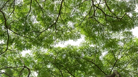 Branches of green trees looking up view zoom in Stock Footage 78167457