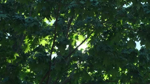 Branches of green trees waving on the wind. Nature landscape with poplar pollen Stock Footage 254426242