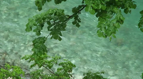 Branches with greenish river water Video stock 33639031