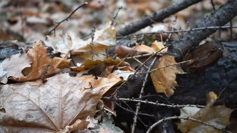 Branches on the ground in autumn forest close up Stock Footage 98836009