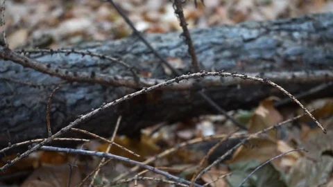 Branches on the ground in autumn forest close up Stock Footage 98836021