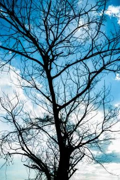Branches Haggard. Foto stock