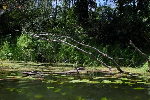 The branches of a half-submerged tree hung over the water of the middle river Stock Photos