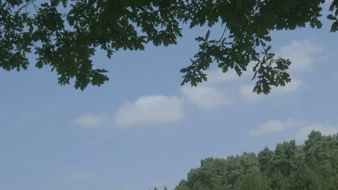 Branches hang in a bright blue sky Stock Footage 112962567