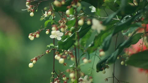The branches have bright white flowers. Static shot Stock Footage 269898131