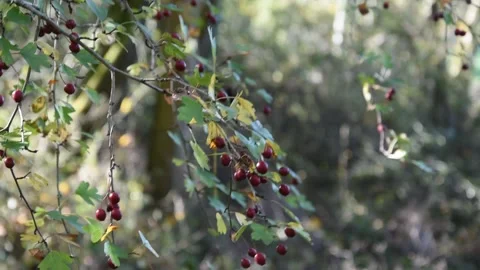 Branches of hawthorn Stock Footage 142406407