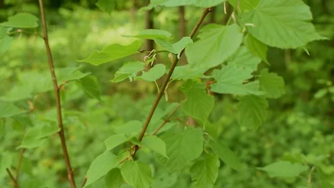 Branches of hazel in the natural environment in spring with green leaves Stock Footage 89774924