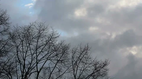 Branches HD Stock Footage 33474243