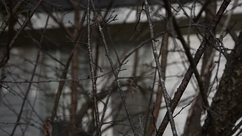 Branches in HD. 動画素材 125940193