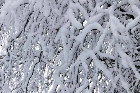 Branches heavy with snow 库存照片