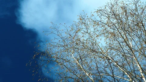 The branches of high birch with a blossoming catkin and young green leaves Stock Footage 107056618