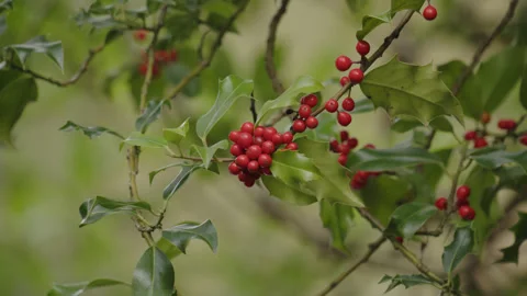 Branches of holly with clusters of bright red berries - close up. 4K tripod Stock Footage 255386610