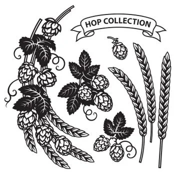 Branches of hops, ears of barley end ribbon banner. Set of elements for brewery Stock Illustration